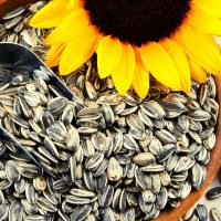 sunflower-oil-seeds